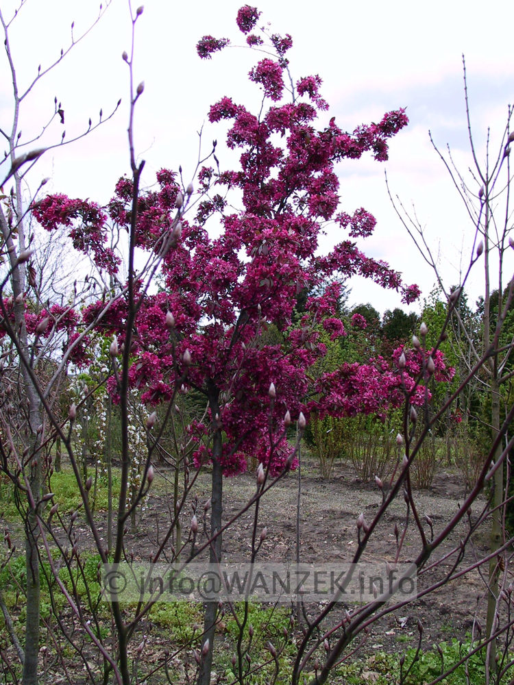 Malus rot in Bluete, Baum1.jpg